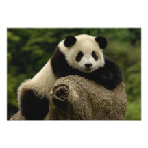 Giant panda baby Ailuropoda melanoleuca) 7 Photo Print