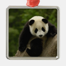 Giant panda baby Ailuropoda melanoleuca) 9 Ornament