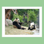 Giant panda,bamboo postcards