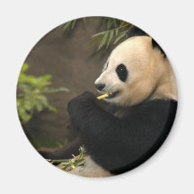 Giant Panda Bear & Baby Pandas Magnet
