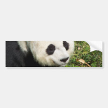 Giant Panda Close Up Portrait Bumper Stickers