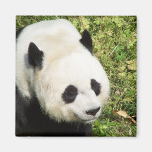 Giant Panda Close Up Portrait Magnet