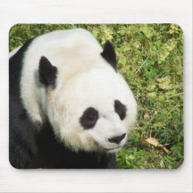 Giant Panda Close Up Portrait Mousepad