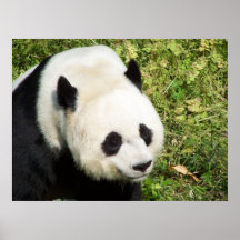 Giant Panda Close Up Portrait Posters