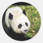 Giant Panda Close Up Portrait Round Stickers