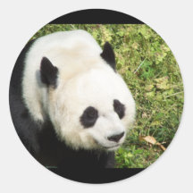 Giant Panda Close Up Portrait Round Stickers