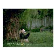 Giant Panda / Endangered / District of Columbia Postcards