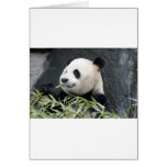 Giant Panda Greeting Cards