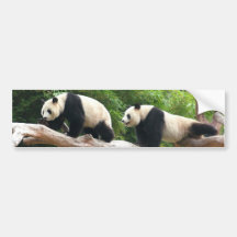 Giant panda in a wild animal zoo photography. bumper stickers