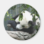 Giant Panda Magnet