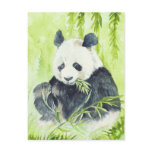 Giant Panda postcards