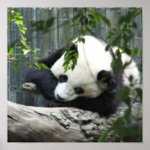 Giant Panda Print