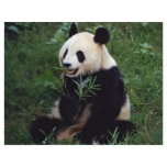 Giant panda, Sichuan Province, China Flyer