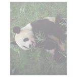 Giant panda, Sichuan Province, China Customized Letterhead