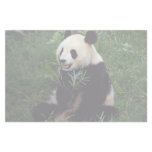 Giant panda, Sichuan Province, China Stationery Design
