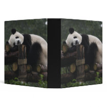 Giant pandas at the Giant Panda Protection & 3