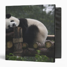 Giant pandas at the Giant Panda Protection & 3 Binder