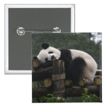 Giant pandas at the Giant Panda Protection & 3 Pins