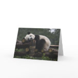 Giant pandas at the Giant Panda Protection & 3