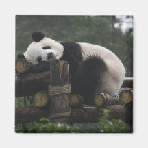 Giant pandas at the Giant Panda Protection & 3 Fridge Magnets