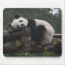 Giant pandas at the Giant Panda Protection & 3