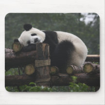 Giant pandas at the Giant Panda Protection & 3 Mouse Pads
