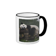 Giant pandas at the Giant Panda Protection & 3 Mug