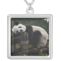 Giant pandas at the Giant Panda Protection & 3 Custom Necklace