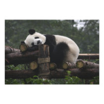 Giant pandas at the Giant Panda Protection & 3