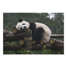 Giant pandas at the Giant Panda Protection & 3 Photograph