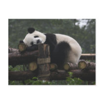 Giant pandas at the Giant Panda Protection & 3