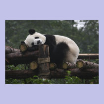 Giant pandas at the Giant Panda Protection & 3 posters