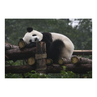 Giant pandas at the Giant Panda Protection & 3 Print by danitadelimont