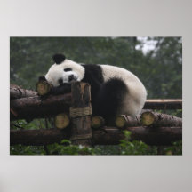 Giant pandas at the Giant Panda Protection & 3 Print