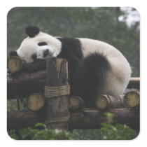 Giant pandas at the Giant Panda Protection & 3