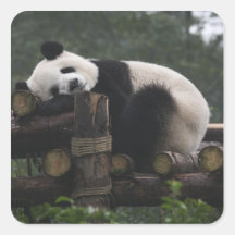 Giant pandas at the Giant Panda Protection & 3 Stickers