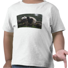 Giant pandas at the Giant Panda Protection & 3 Tshirt