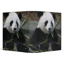 Giant pandas at the Giant Panda Protection &