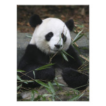 Giant pandas at the Giant Panda Protection &
