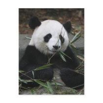Giant pandas at the Giant Panda Protection &
