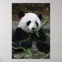 Giant pandas at the Giant Panda Protection & Print