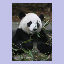 Giant pandas at the Giant Panda Protection & posters