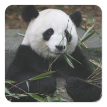 Giant pandas at the Giant Panda Protection &