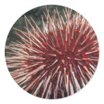 Giant Red Sea Urchin - Sticker