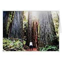 Giant Redwoods Card