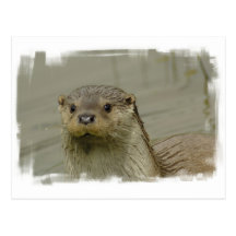 Giant River Otter Postcard