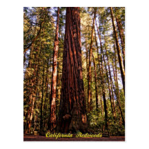 Giant Sequoia-California Redwoods Postcard