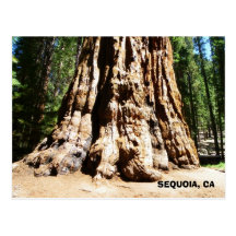 Giant Sequoia Postcard!