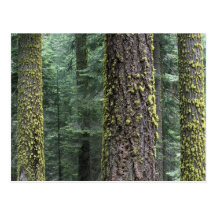 Giant Sequoia trees in the forest, Sequoia and Post Cards