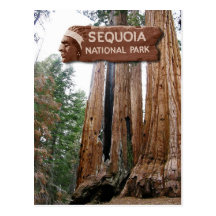 Giant Sequoia trees, Sequoia National Park, CA Postcard